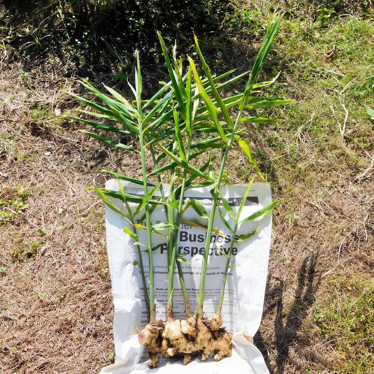 大分県産【自然栽培・生姜】種生姜にできます5キロ 爽やかな辛み！大分県産生姜（栽培期間中農薬・化学肥料不使用