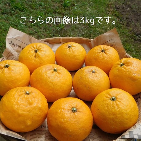 【自然栽培】樹上完熟の甘夏みかん3kg（大分県産、栽培期間中農薬・肥料不使用）