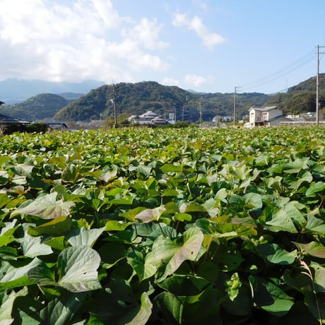 【規格外品】さつま芋「紅はるか10kg」（自然栽培・サイズ無選別品小～大サイズ混）