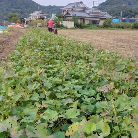 【訳ありＣ品】熟成不要のさつま芋「あまはづき」（虫害・割れ・キズあり、極小～中サイズ、栽培期間中農薬・肥料不使用）