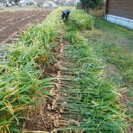 爽やかな辛み！大分県産生姜（栽培期間中農薬・化学肥料不使用）
