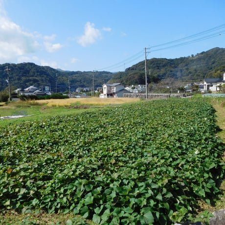 【規格外品】さつま芋「紅はるか10kg」（自然栽培・サイズ無選別品小～大サイズ混）