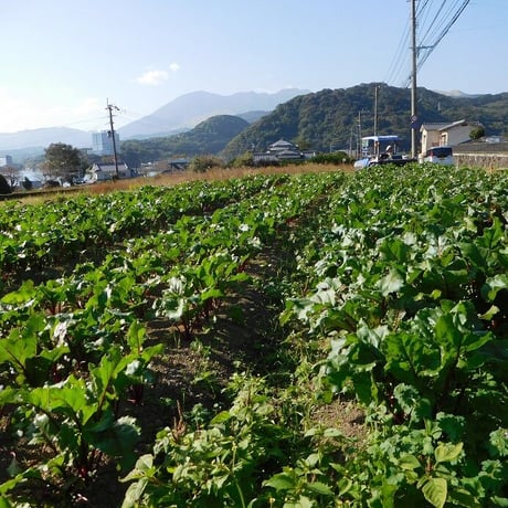 【送料込】食べる輸血！貴重な国産無添加ビーツパウダー50g×2袋（栽培期間中農薬・化学肥料不使用）