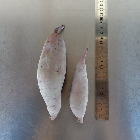 【訳あり特価品】「べにはるか10kg」（小～中サイズ、自然栽培：栽培期間中農薬・肥料不使用）