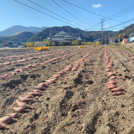 むぎゅっと食感「ひとくち干し芋」（大分県産、栽培期間中農薬・肥料不使用、メール便発送）