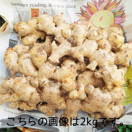 爽やかな辛み！大分県産生姜（栽培期間中農薬・化学肥料不使用）