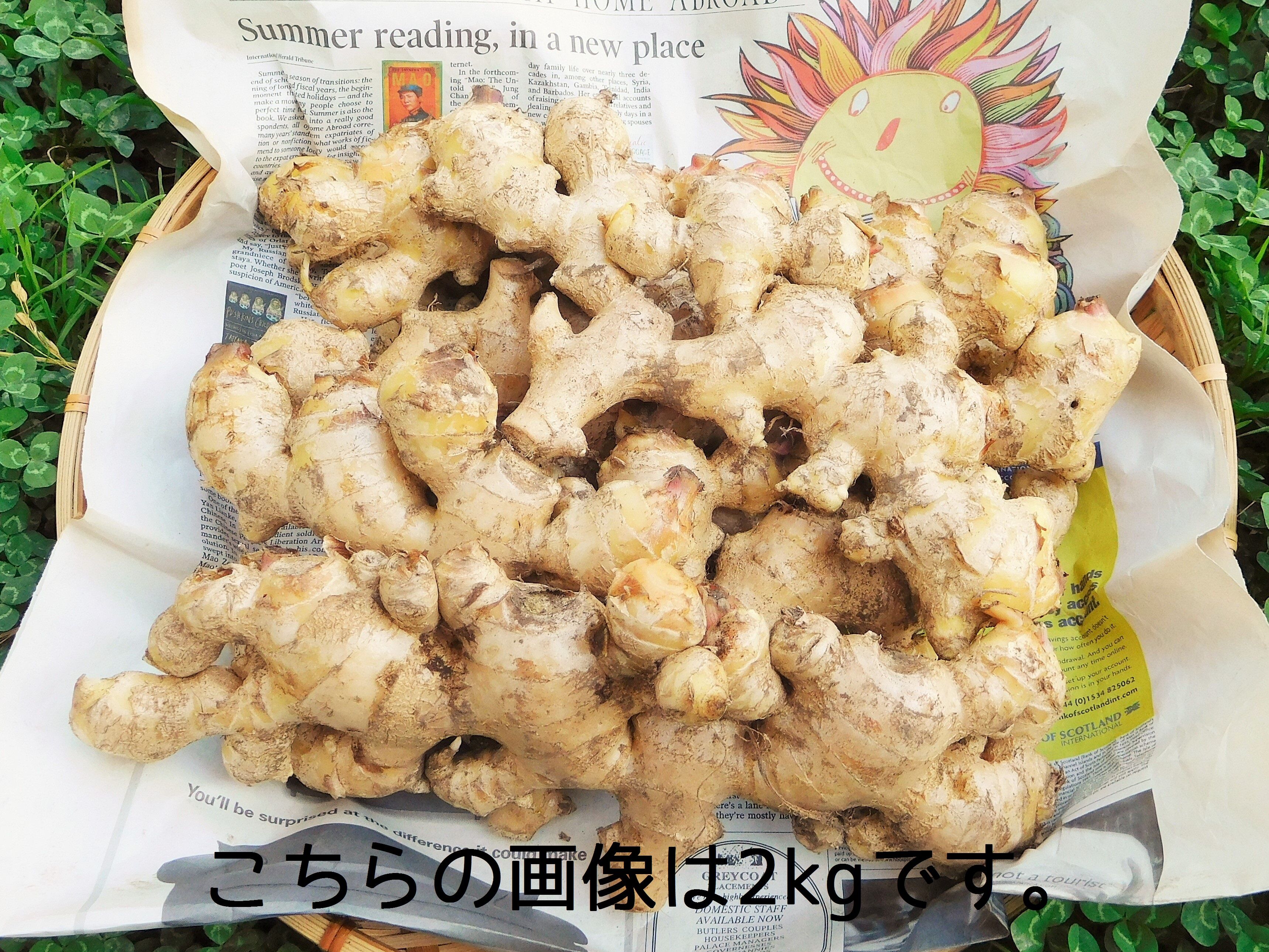 爽やかな辛み！大分県産生姜（栽培期間中農薬・化学肥料不使用