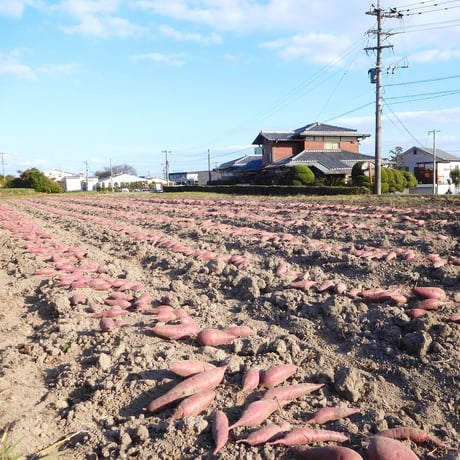 【規格外品】さつま芋「紅はるか10kg」（自然栽培・サイズ無選別品小～大サイズ混）