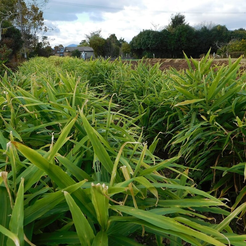 大分県産【自然栽培・生姜】種生姜にできます5キロ 爽やかな辛み！大分県産生姜（栽培期間中農薬・化学肥料不使用