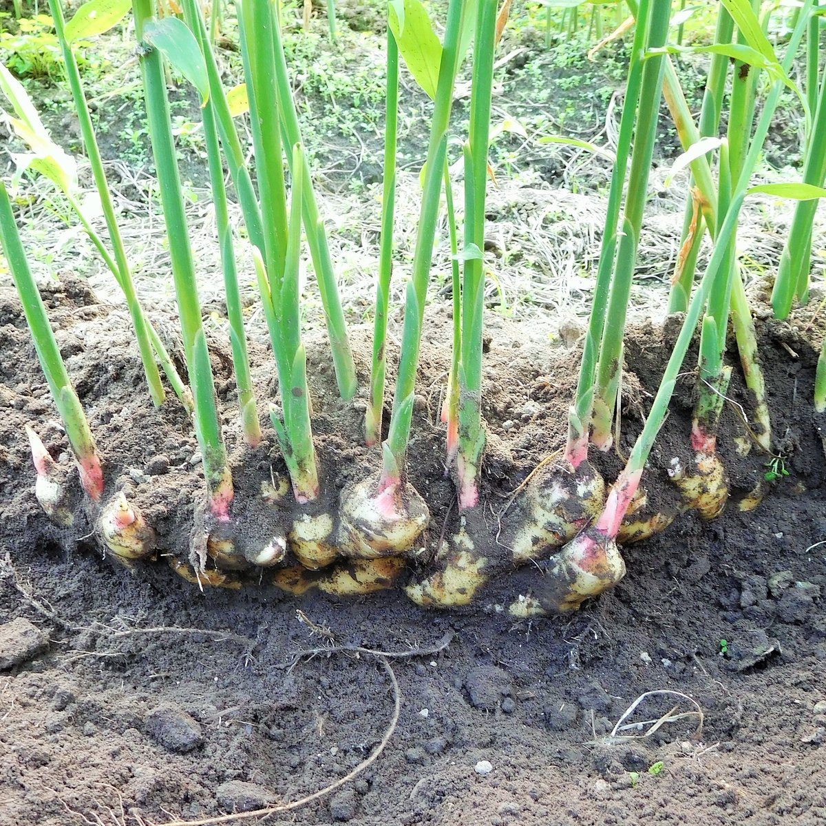 爽やかな辛み!大分県産生姜(栽培期間中農薬・化学肥料不使用 爽やかな辛み!大分県産生姜(栽培期間中農薬・化学肥料不使用