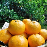 【自然栽培】樹上完熟の甘夏みかん6kg（大分県産、栽培期間中農薬・肥料不使用）
