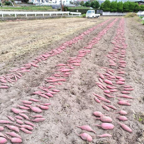 【訳ありＣ品】熟成不要のさつま芋「あまはづき」（虫害・割れ・キズあり、極小～中サイズ、栽培期間中農薬・肥料不使用）