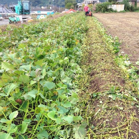 【訳ありＣ品】熟成不要のさつま芋「あまはづき」（虫害・割れ・キズあり、極小～中サイズ、栽培期間中農薬・肥料不使用）