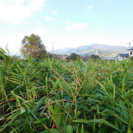 爽やかな辛み！大分県産生姜（栽培期間中農薬・化学肥料不使用）