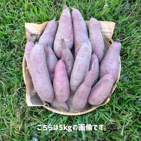 【規格外品】さつま芋「紅はるか10kg」（自然栽培・サイズ無選別品小～大サイズ混）