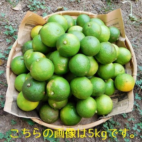 【自然栽培】搾汁用のお得な大分県特産「かぼす」（小さいものやキズ等で見た目が良く無い物も含む無選別品）