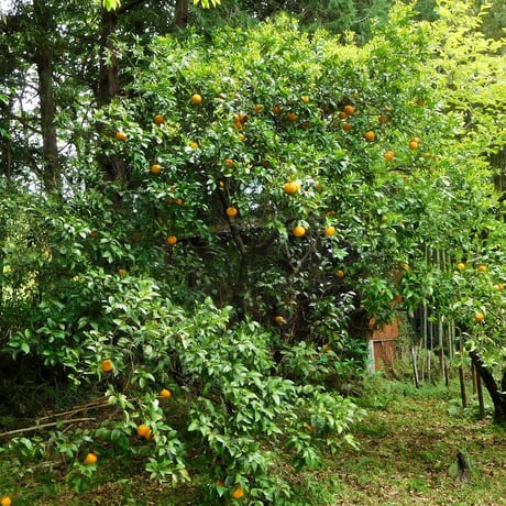【自然栽培】樹上完熟の甘夏みかん3kg（大分県産、栽培期間中農薬・肥料不使用）