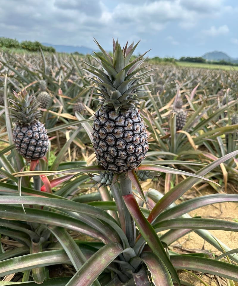 新品種！】白色果肉で、甘いココナツのような香り！【石垣島産