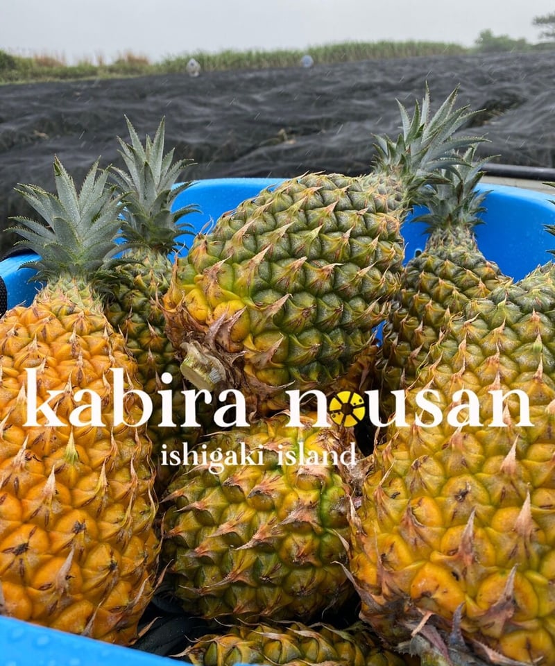 味に自信あり！中玉スナックパイン お得詰め合わせセット《9～9