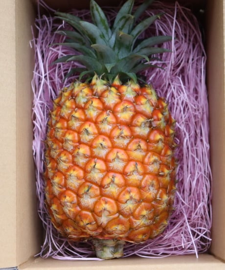 【最高級】　石垣島産　ゴールドバレル　パイナップル　1玉  1.5kg〜
