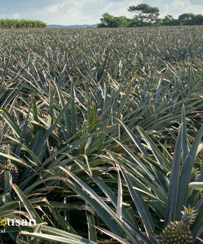 1日5名様限定‼️】 石垣島産 ゴールドバレル パイナップル 1玉 1.2