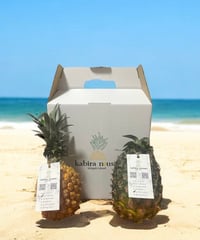 【石垣島産】ジュワリーパインとスナックパインのお得な食べ比べセット!!スナックパイン1玉・ジュワリーパイン1玉
