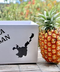 【高級パイン】沖縄県　石垣島産　ゴールドバレル　5キロ(5-6玉) 先行予約】《2025年夏季 順次発送》石垣島産・ゴールドバレル
