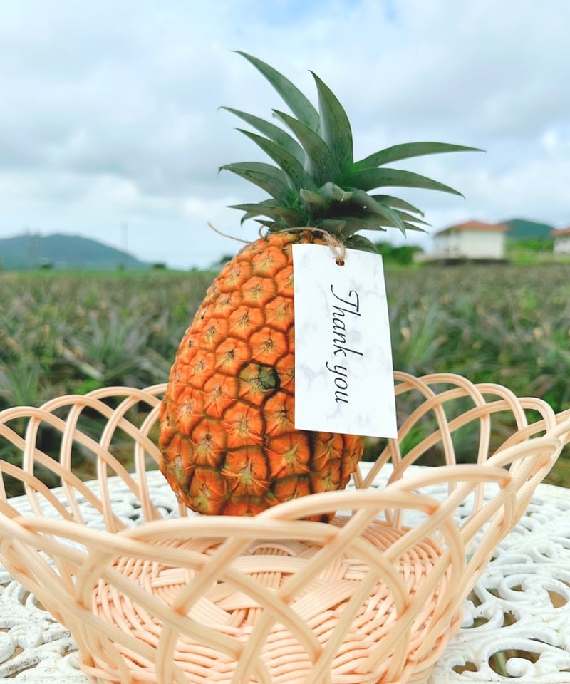 高級パイン】石垣島の高品質・高糖度のパインとして新たに生まれた新
