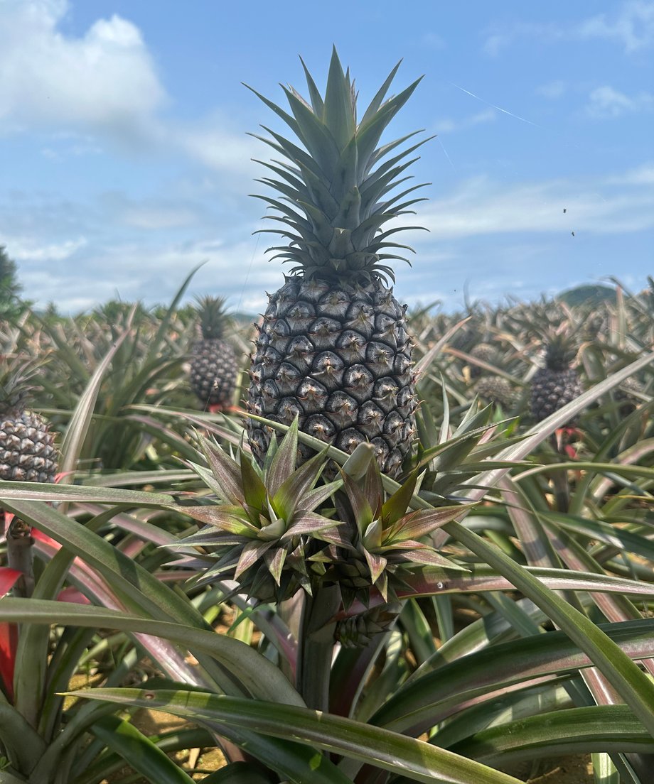 664b6b51ef91a70f16f504db