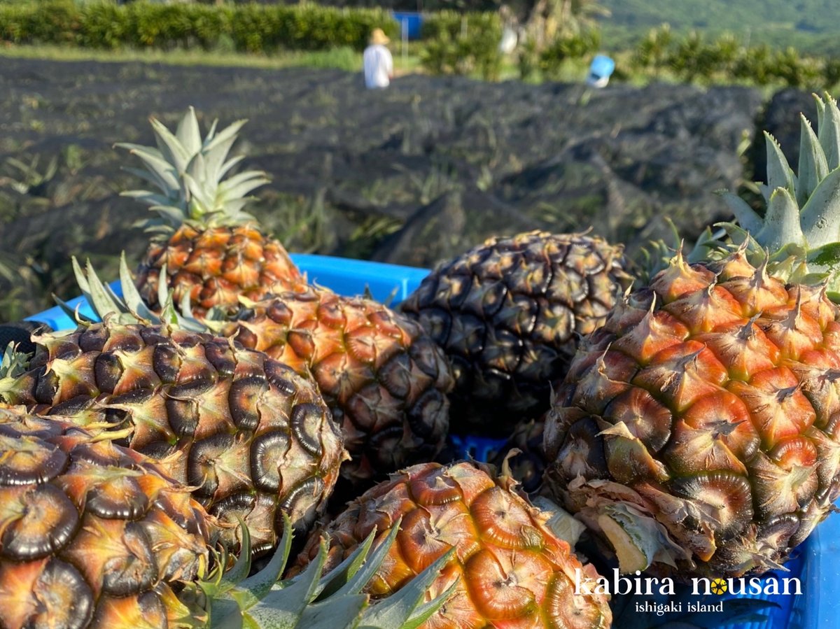 暑い夏にオススメ❣️】石垣島のパイン農家が作る完熟ゴールドバレルの