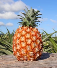 【味に自信あり！】ジューシーでピーチのような香り！ 【石垣島産】ピーチパイン 6玉　4ｋｇ～4．8ｋｇ