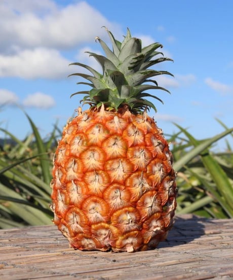 【味に自信あり！】ジューシーでピーチのような香り！ 【石垣島産】ピーチパイン 6玉　4ｋｇ～4．8ｋｇ
