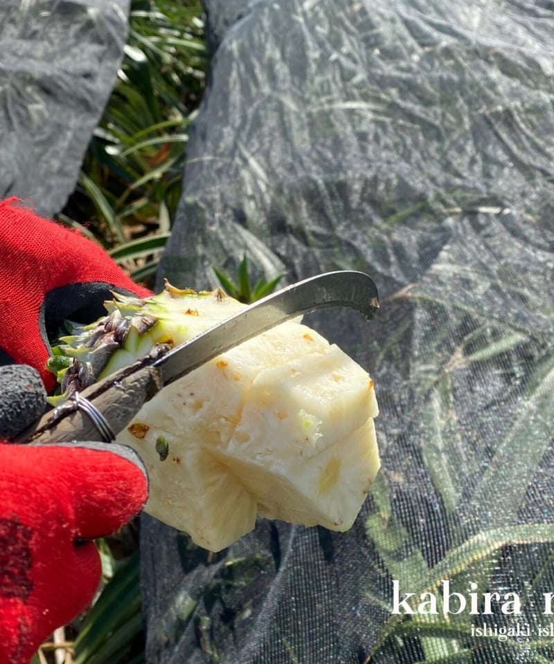 味に自信あり！中玉スナックパイン お得詰め合わせセット《9～9