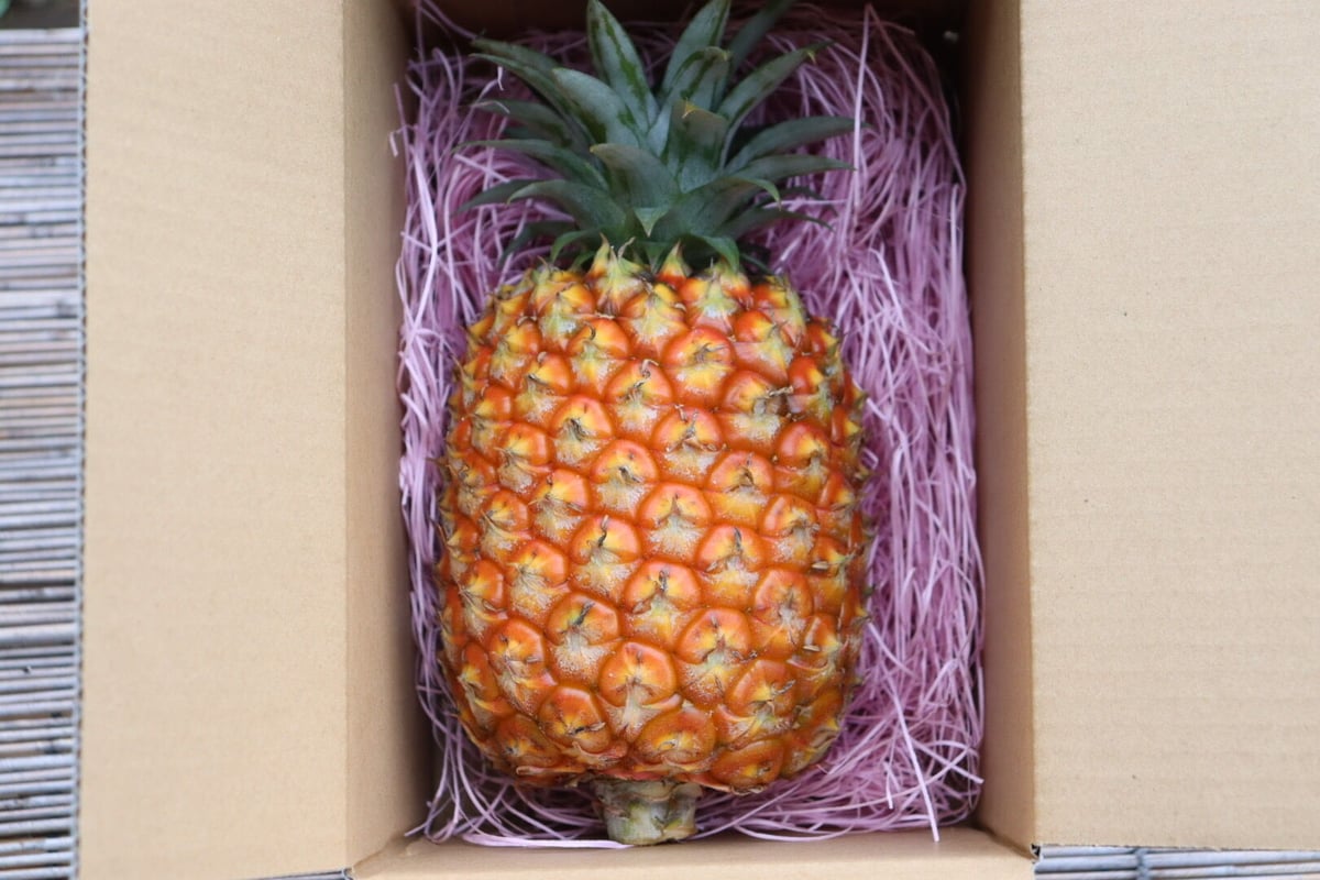 石垣島産　ゴールドバレル　ホワイトココ 現地レポ】幻の新品種パイン「ゴールドバレル」「ホワイトココ