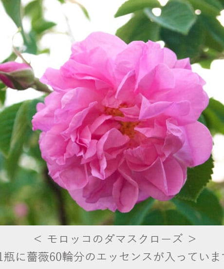 ナイアード 朝摘みばら水（100ml）