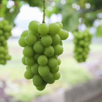 ご贈答・特秀品【シャインマスカット詰合せ　中箱（3～4房）】　発送時期：8月下旬頃～９月中旬頃