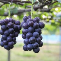 ご贈答・特秀品【黒系ぶどう詰合せ　大箱（5~7房）】　発送時期：8月上旬頃～９月上旬頃