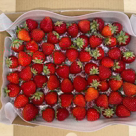 BUTTOBI BERRY ORGANIC JAPAN(ブットビベリーオーガニックジャパン) BUTTOBI BERRY ORGANIC JAPAN(ブットビベリーオーガニックジャパン)