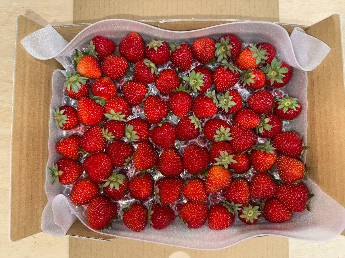 小粒訳あり!!(約1kg) とくしまオーガニックいちご・さちのか 1箱