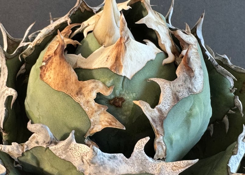 アガベ・チタノタ 烈焔（ボールタイプ）特大-029｜agave