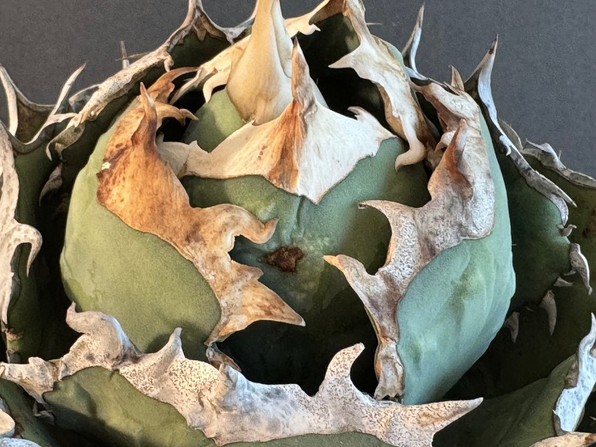 アガベ・チタノタ 烈焔（ボールタイプ）特大-029｜agave