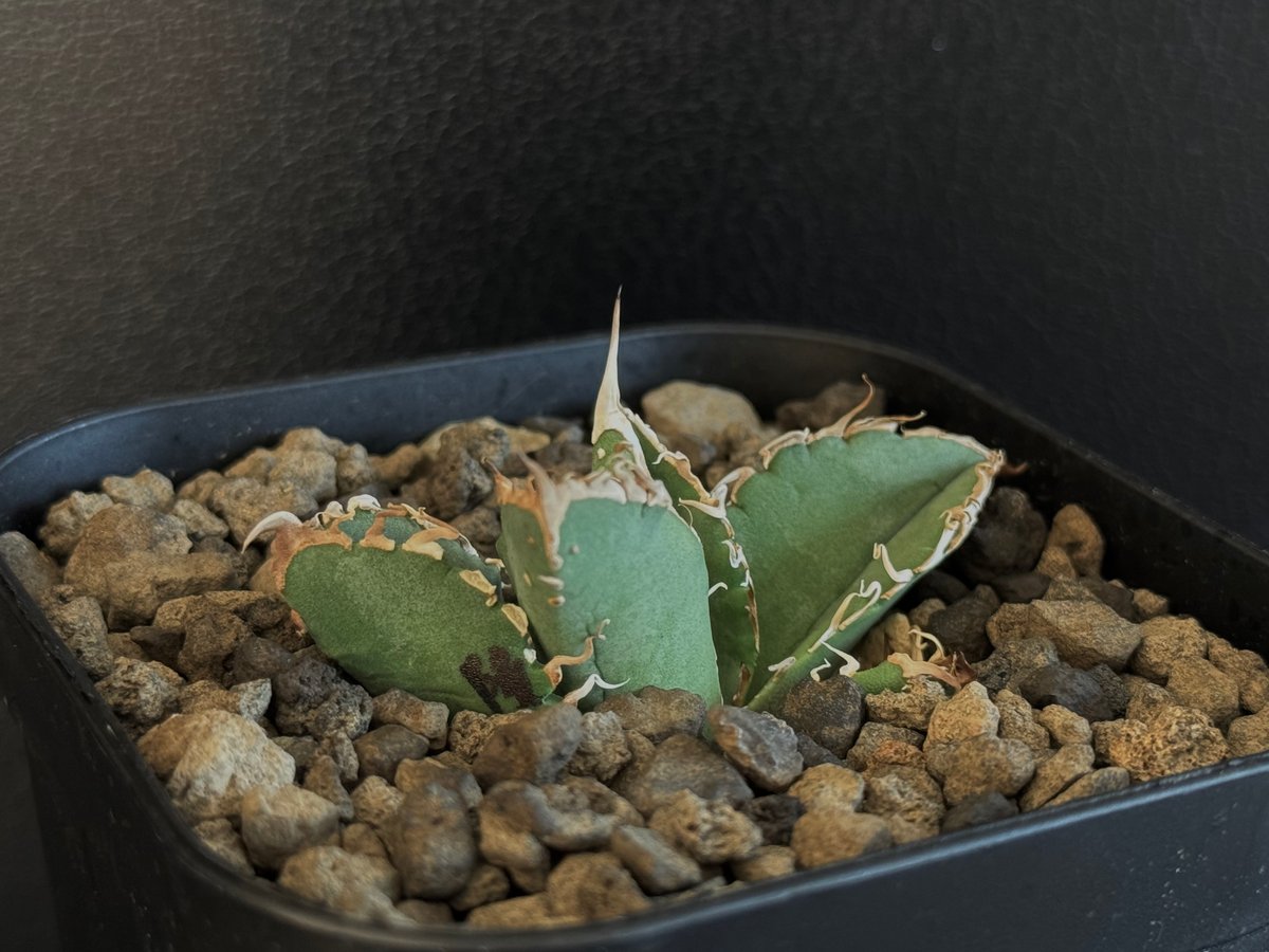アガベ・チタノタ 隕石(ミーティアライト)-009|agave titanota アガベ・チタノタ 隕石(ミーティアライト)-009|agave titanota