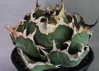 アガベ・チタノタ 白幽霊（芽）-001｜agave titanota white