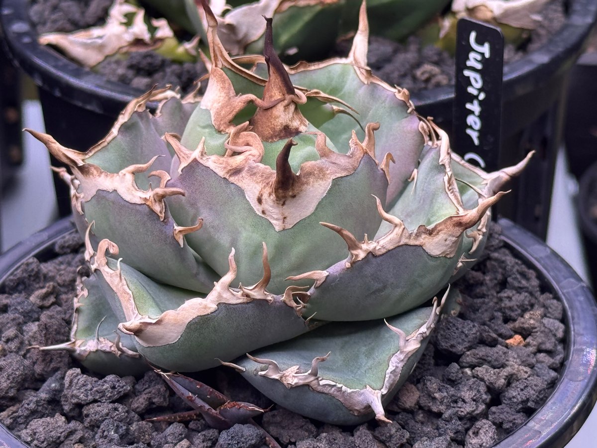 アガベ・チタノタ LQH_木（芽）005｜agave titanota jupiter | P