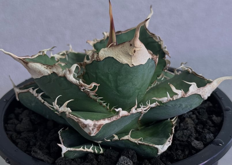 アガベ・チタノタ 緑幽霊(中)-009｜agave titanota green ghost