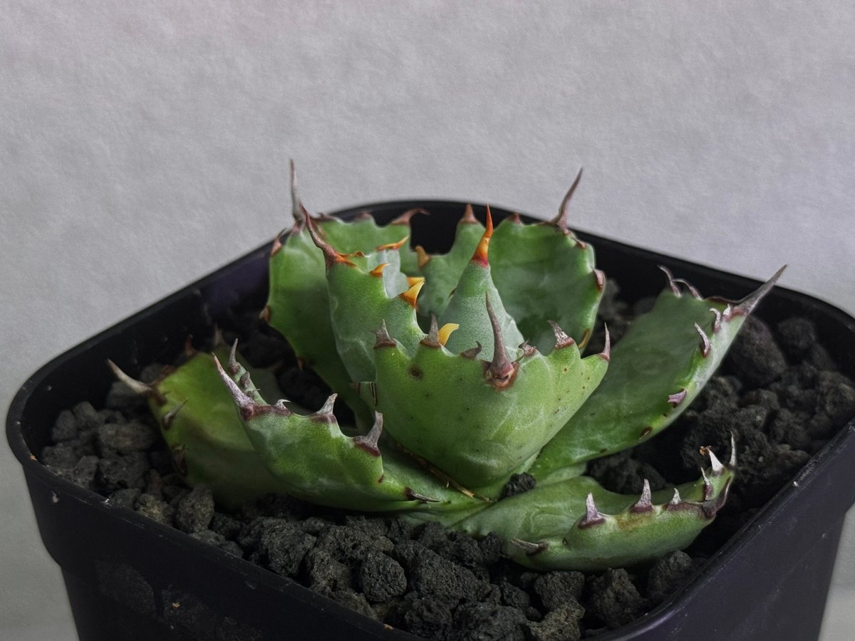 アガベ・姫蠍蟹 (小株)-007｜Agave gypsophila x isthmensis