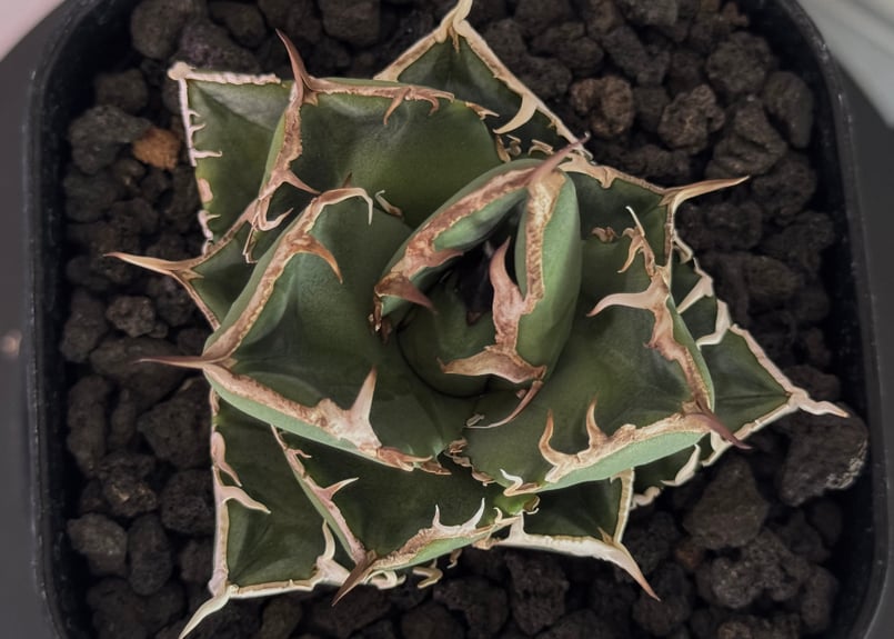 アガベ SAD 大株 アガベsad | STORES