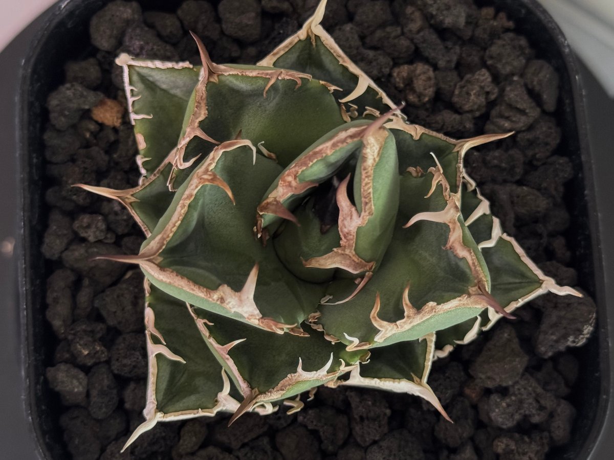 立可白/SAD(芽/大）-045｜agave titanota south african d