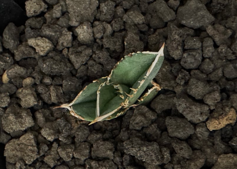 アガベ　CJ-4⑤ 093 【アガベ】[侘び/CJ plants] CJ-5という株を買いました