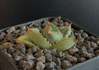 アガベ・チタノタ ビースト-002（芽）｜agave titanota beast